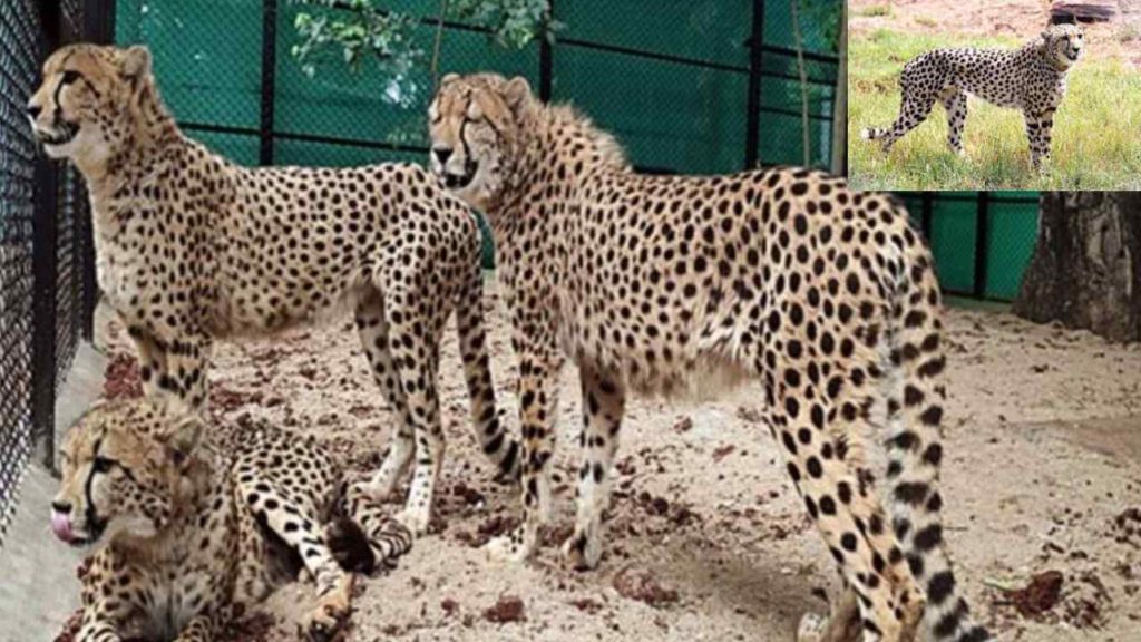 Cheetahs