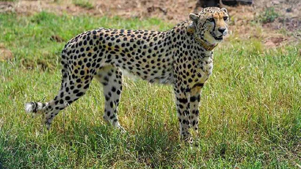 Cheetahs Coming