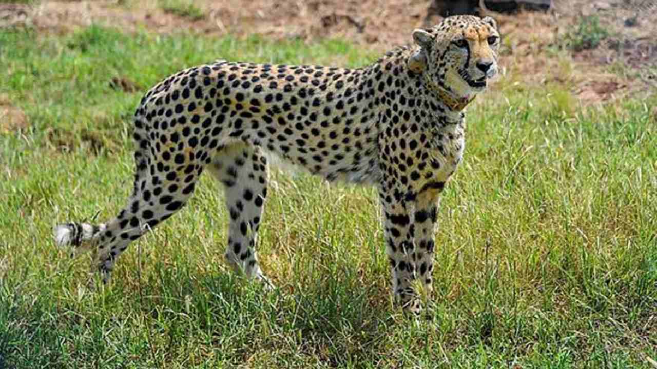 Cheetahs Coming: రెండు రోజుల్లో రానున్న మరో 12 చీతాలు.. ఏర్పాట్లు పూర్తి చేసిన అధికారులు Cheetahs Coming: రెండు రోజుల్లో రానున్న మరో 12 చీతాలు.. ఏర్పాట్లు పూర్తి చేసిన అధికారులు