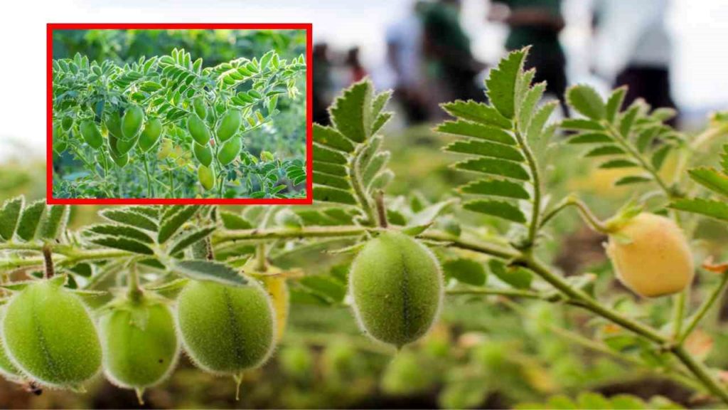 Chickpea