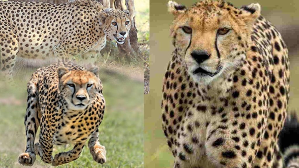 Congress MLA feels cheetahs at kuno national park are a threat to his party