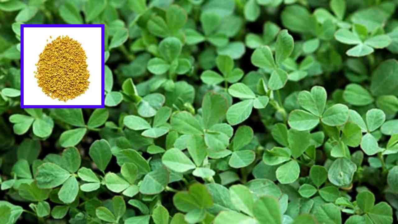 Fenugreek Crop : మెంతుల పంట సాగులో మెళుకువలు! Fenugreek Crop : మెంతుల పంట సాగులో మెళుకువలు!