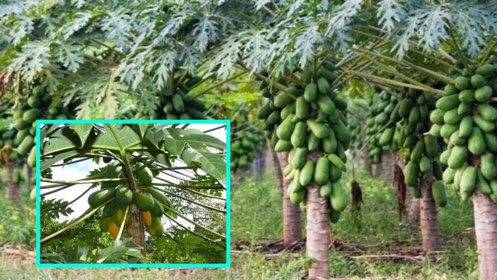 Deficiency of micronutrients in papaya, preventive measures!