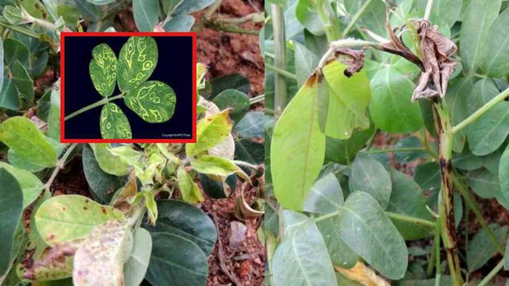 Diseases of Groundnut and Their Control Measures