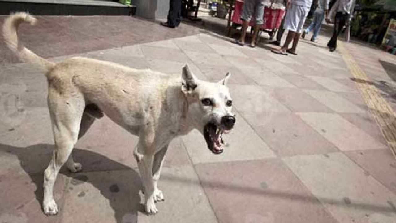 Dog Kills Infant : దారుణం.. ప్రభుత్వ ఆసుపత్రిలో తల్లి పక్కన పడుకున్న పసికందును చంపేసిన కుక్కలు Dog Kills Infant : దారుణం.. ప్రభుత్వ ఆసుపత్రిలో తల్లి పక్కన పడుకున్న పసికందును చంపేసిన కుక్కలు