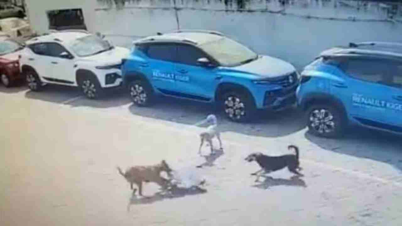 Dog Bite Control Guidelines: అంబర్పేట ఘటనపై ప్రభుత్వం సీరియస్.. కుక్క కాటు నియంత్రణకు మార్గదర్శకాలు జారీ Dog Bite Control Guidelines: అంబర్పేట ఘటనపై ప్రభుత్వం సీరియస్.. కుక్క కాటు నియంత్రణకు మార్గదర్శకాలు జారీ