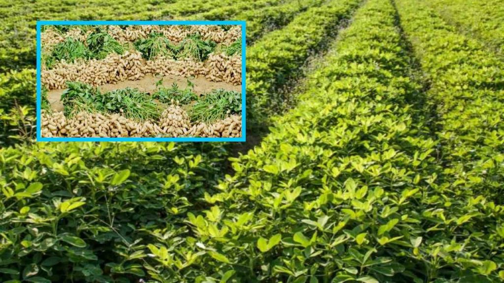 Groundnut-cultivation