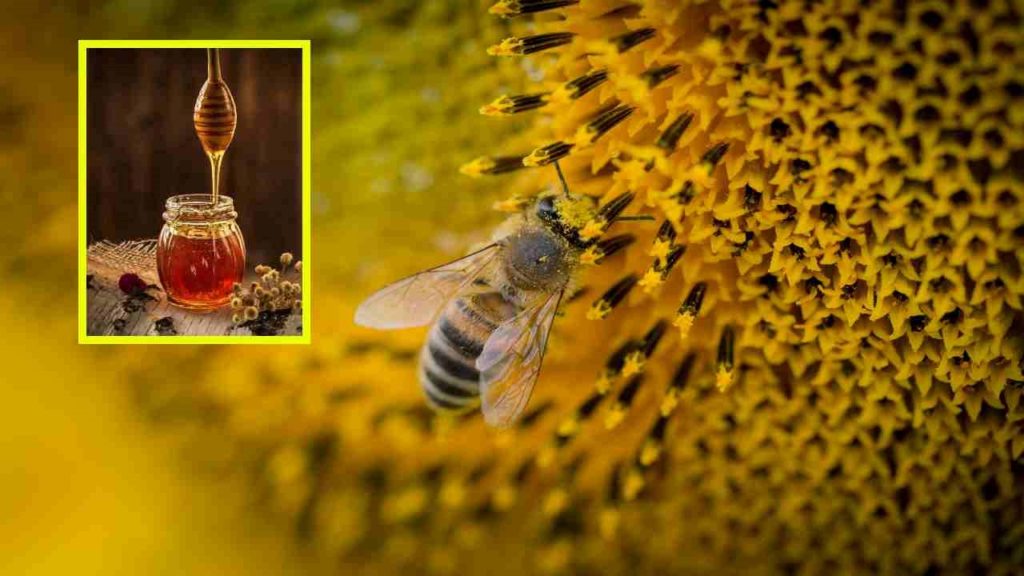 Honey Health Benefits :