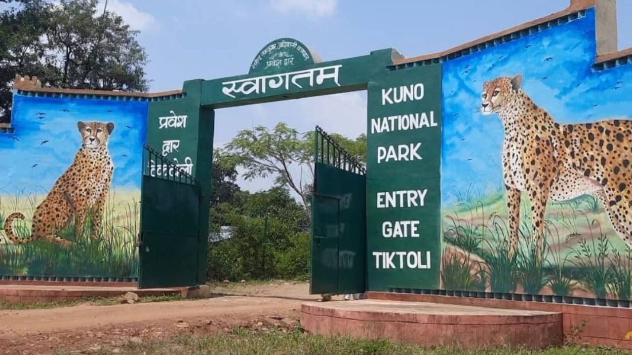 Kuno National Park: కునో నేషనల్ పార్కులో సిద్ధంగా పది ఎన్క్లోజర్లు.. ఆఫ్రికా చిరుతలు వచ్చేది ఎప్పుడంటే ..? Kuno National Park: కునో నేషనల్ పార్కులో సిద్ధంగా పది ఎన్క్లోజర్లు.. ఆఫ్రికా చిరుతలు వచ్చేది ఎప్పుడంటే ..?