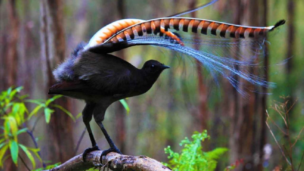 Lyrebird Mimicking