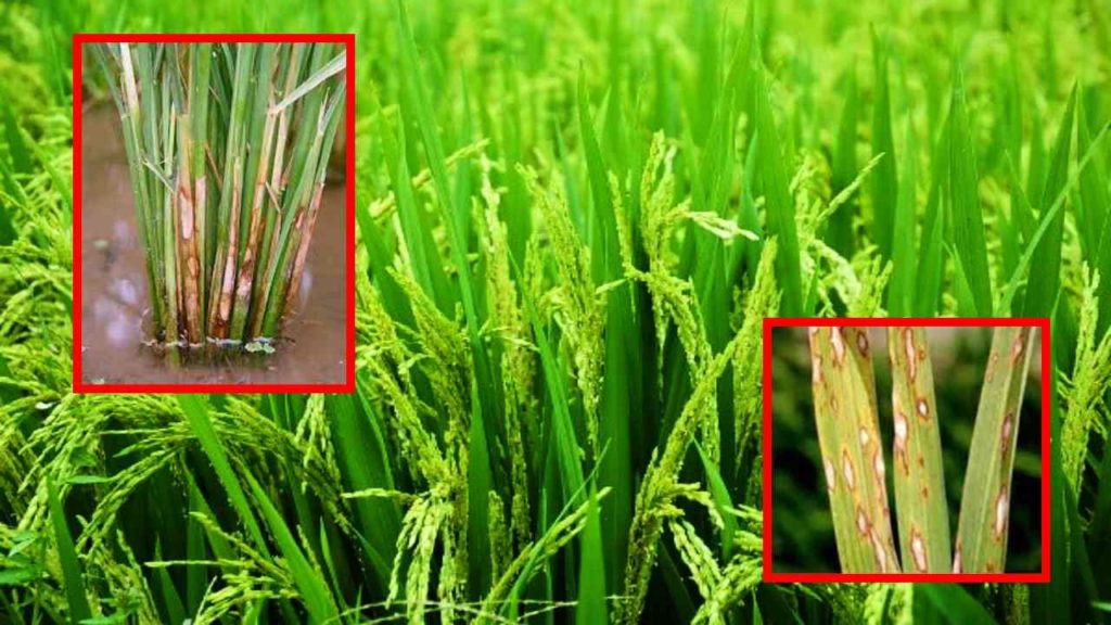 Measures to prevent fire blight in Yasangi rice!