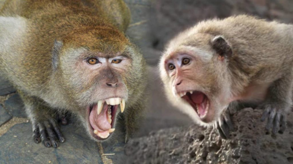 Monkeys attack humans in Andhra Pradesh, Telangana states