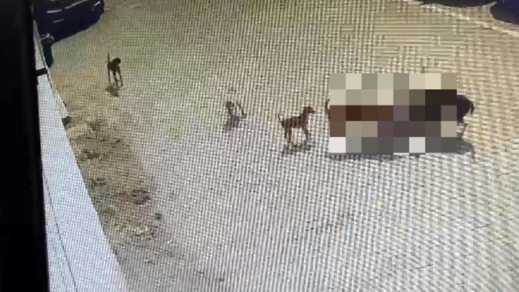 Dogs' Attack In Hyderabad