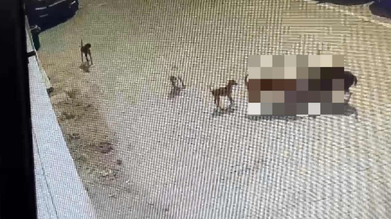 Dogs’ Attack In Hyderabad: కుక్కల దాడిలో చనిపోయిన బాలుడి కుటుంబానికి ఆర్థిక సాయం.. దాడిపై కేటీఆర్ స్పందన Dogs’ Attack In Hyderabad: కుక్కల దాడిలో చనిపోయిన బాలుడి కుటుంబానికి ఆర్థిక సాయం.. దాడిపై కేటీఆర్ స్పందన