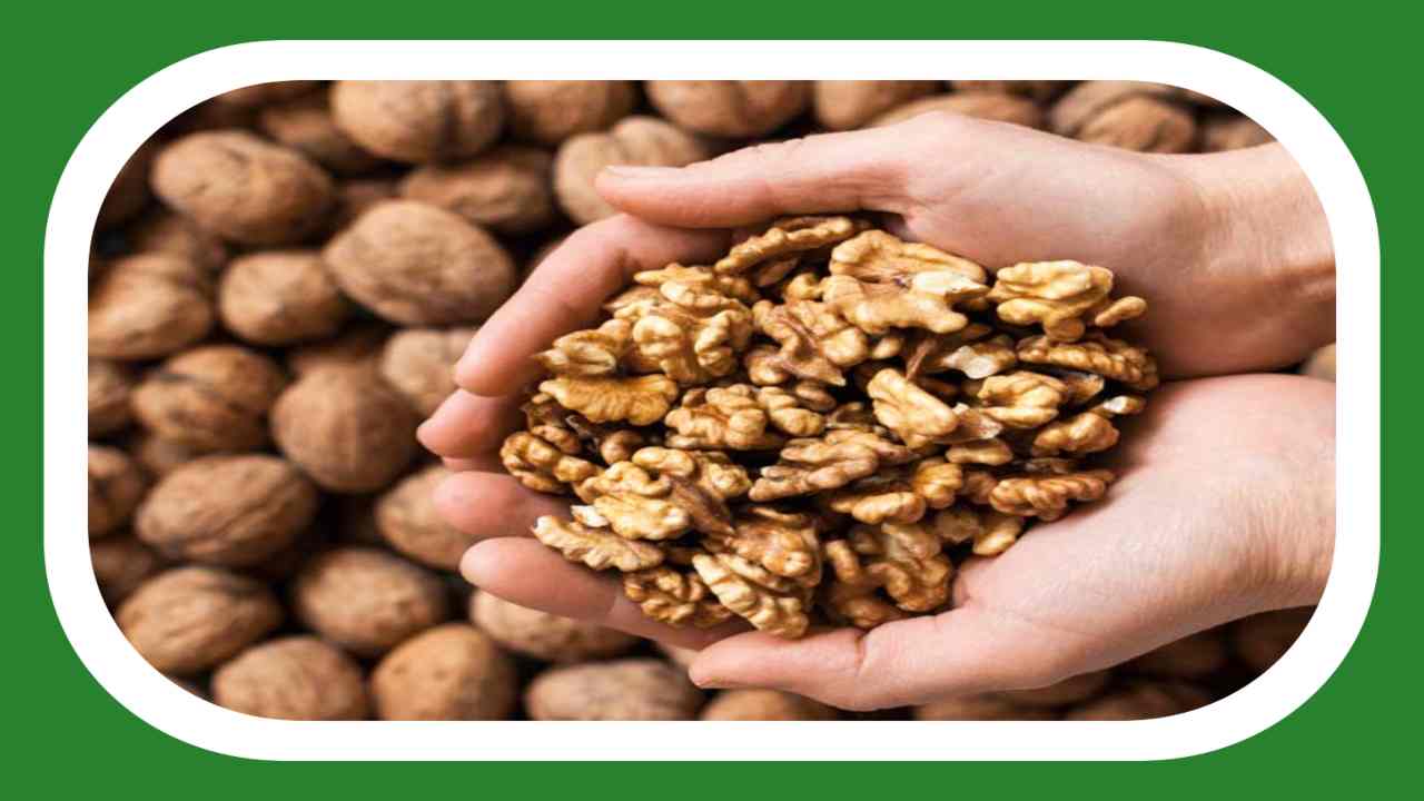 Walnuts : మెదడు కణాలకు మేలుచేసే వాల్ నట్స్ లోని ఒమేగా 3 ఫ్యాటీ యాసిడ్లు ! Walnuts : మెదడు కణాలకు మేలుచేసే వాల్ నట్స్ లోని ఒమేగా 3 ఫ్యాటీ యాసిడ్లు !