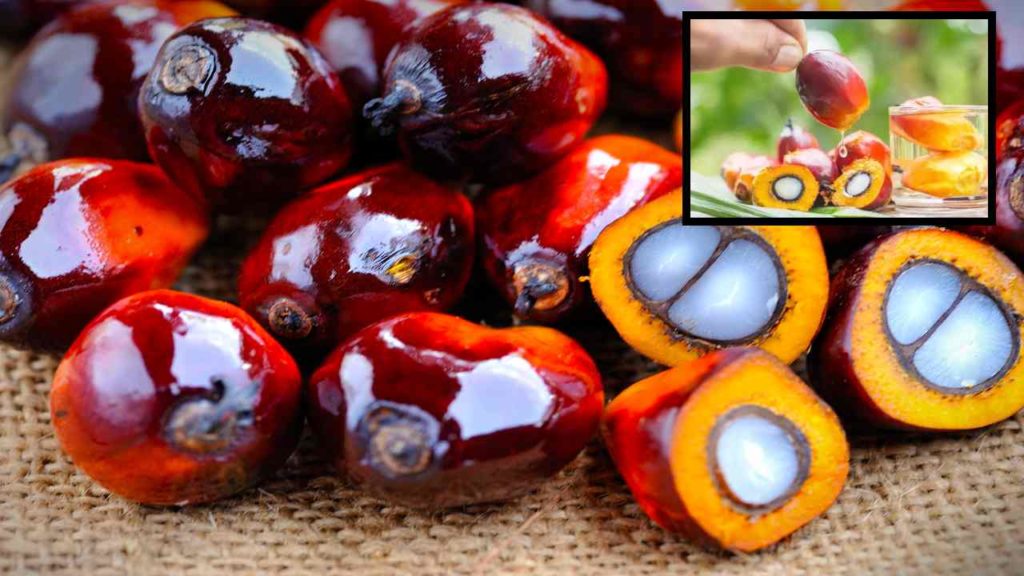 Palm Oil