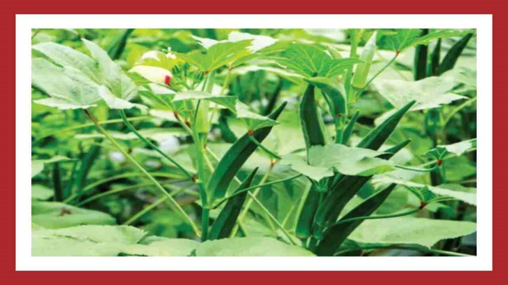 Pests in Banda Cultivation.. Preventive Measures!
