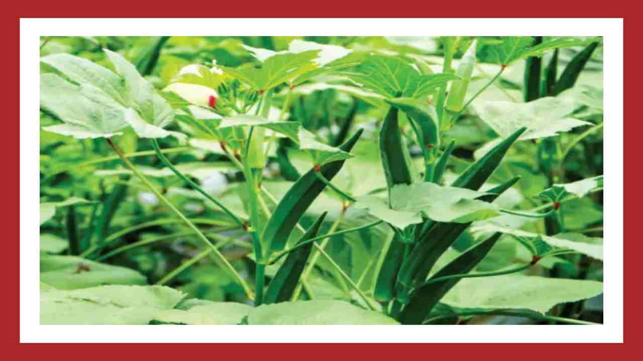 Benda Cultivation : బెండ సాగులో తెగుళ్ళు.. నివారణ చర్యలు ! Benda Cultivation : బెండ సాగులో తెగుళ్ళు.. నివారణ చర్యలు !