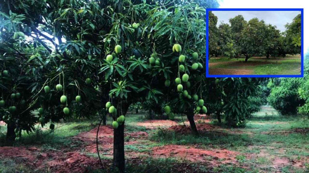 Precautions in the prevention of weeds in mango plantations!