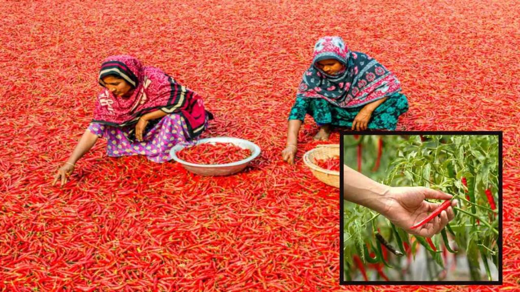 Precautions to be taken while harvesting chillies!