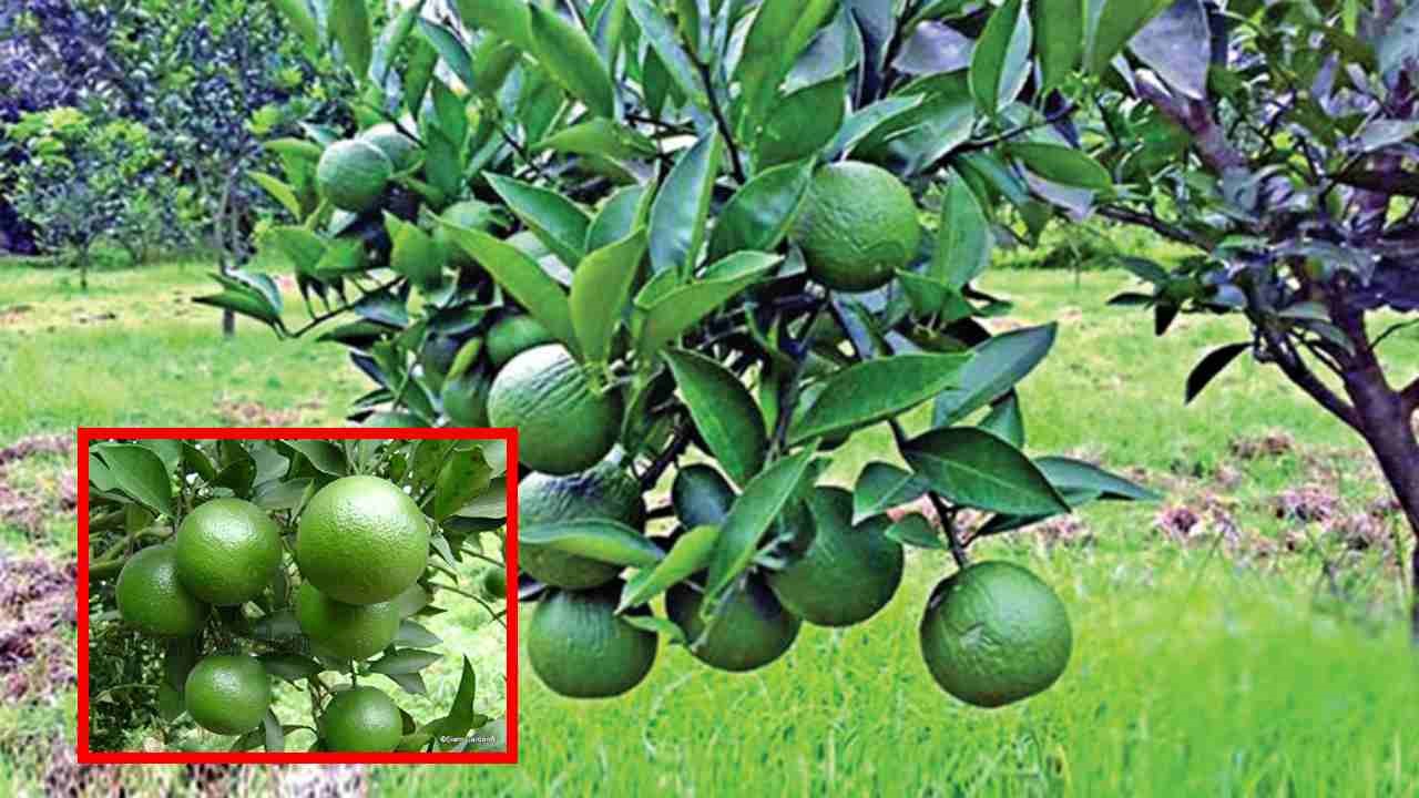 Green Malta farming : బత్తాయి సాగులో యాజమాన్య పద్ధతులు ! Green Malta farming : బత్తాయి సాగులో యాజమాన్య పద్ధతులు !