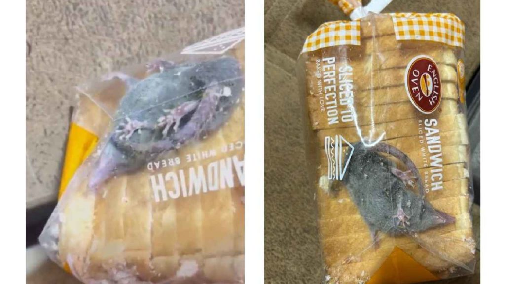Rat Inside Bread