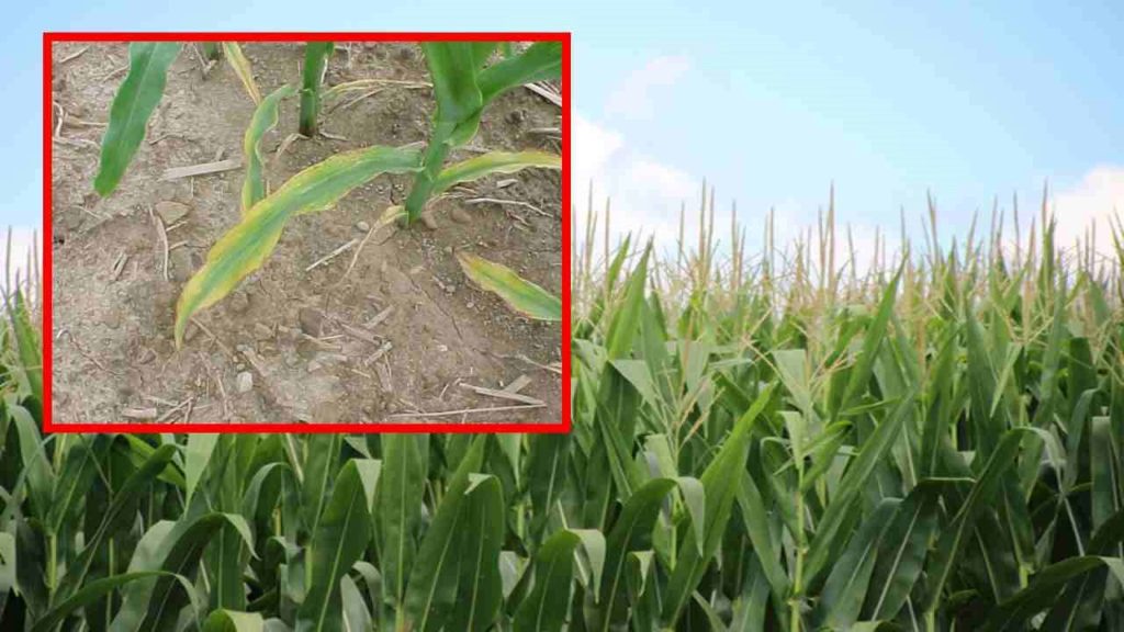 Reasons for sulfur deficiencies in crop fields, preventive measures!