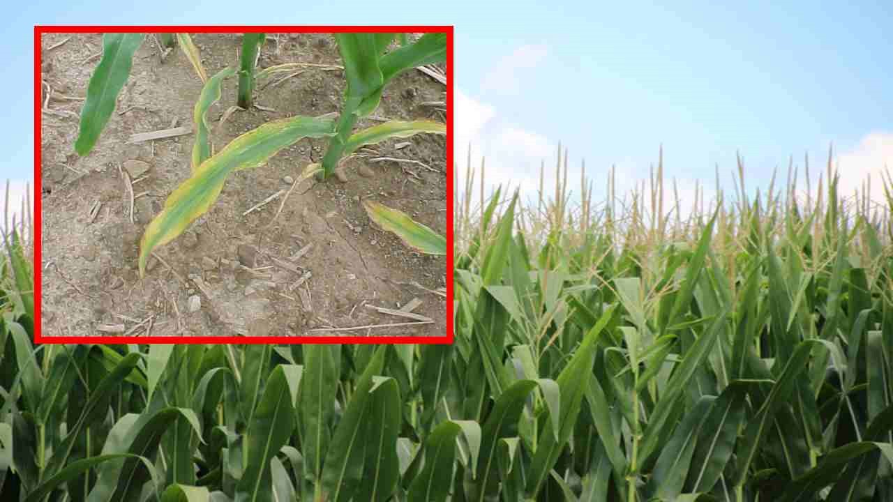 Sulfur Deficiencies : పంట పొలాల్లో గంధకం లోపాలకు కారణాలు, నివారణ చర్యలు ! Sulfur Deficiencies : పంట పొలాల్లో గంధకం లోపాలకు కారణాలు, నివారణ చర్యలు !