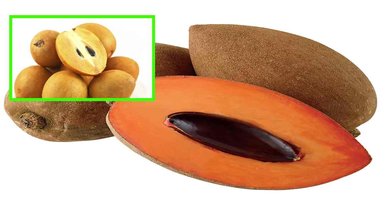 Sapota Fruits : వేసవి కాలంలో రోజుకు రెండు సపోటా పండ్లు తింటే చాలు…మంచి ఆరోగ్యం మీ సొంతం! Sapota Fruits : వేసవి కాలంలో రోజుకు రెండు సపోటా పండ్లు తింటే చాలు…మంచి ఆరోగ్యం మీ సొంతం!