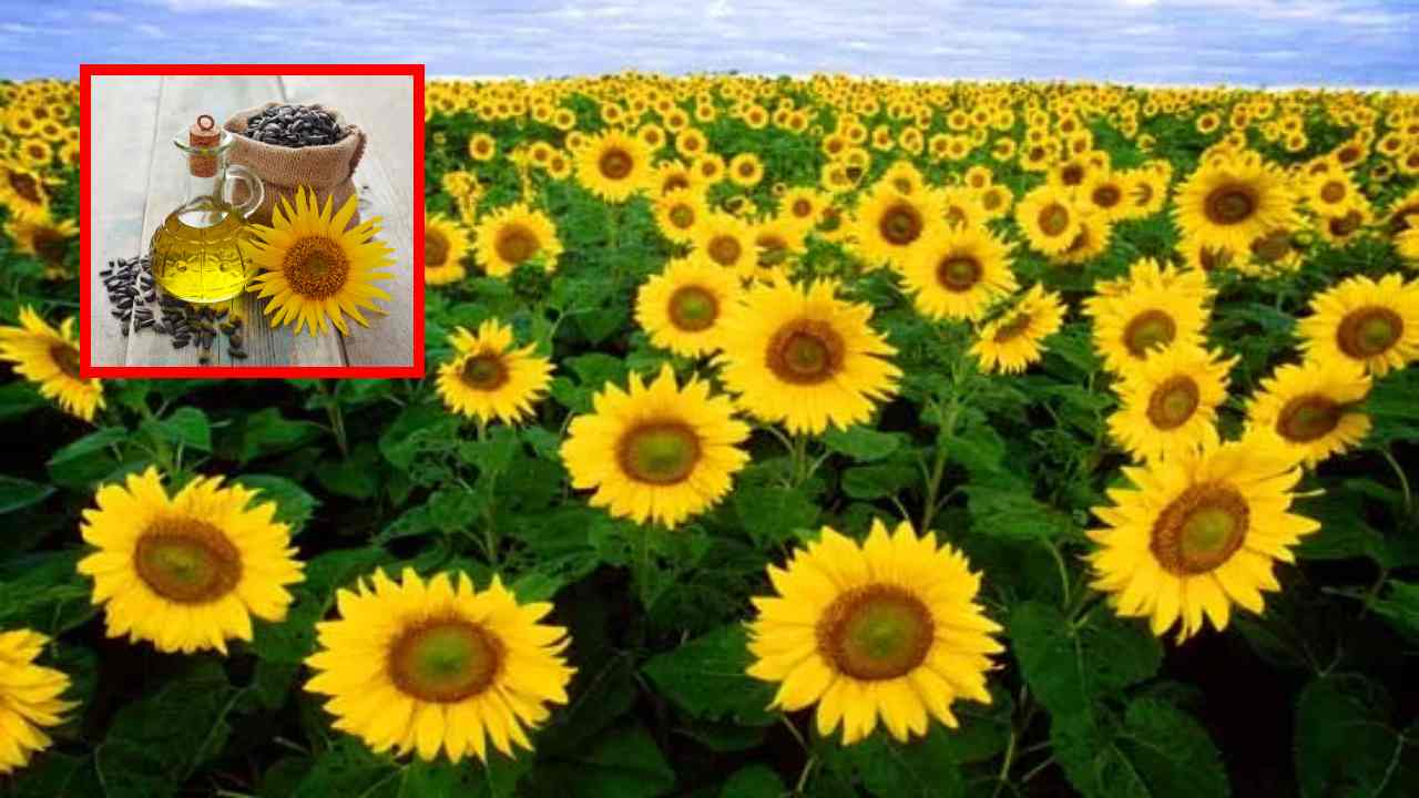 Sunflower Variety Selection : పొద్దు తిరుగుడు సాగులో అనువైన విత్తన రకాల ఎంపిక ! Sunflower Variety Selection : పొద్దు తిరుగుడు సాగులో అనువైన విత్తన రకాల ఎంపిక !