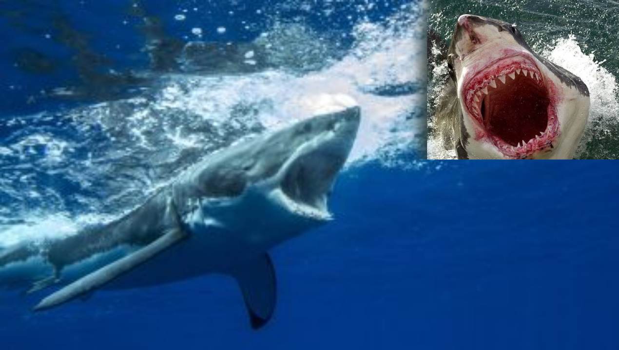 Shark Attack On Girl : డాల్ఫిన్లతో ఆడుకోవటానికి సముద్రంలో దూకిన బాలిక..నోటకరచుకుపోయిన షార్క్ ఫిష్ Shark Attack On Girl : డాల్ఫిన్లతో ఆడుకోవటానికి సముద్రంలో దూకిన బాలిక..నోటకరచుకుపోయిన షార్క్ ఫిష్
