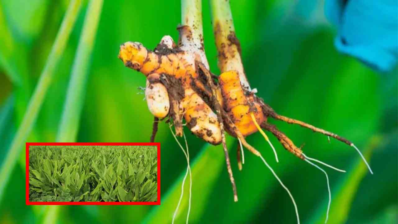 Turmeric : పసుపులో దుంప, వేరుకుళ్లు తెగులు , నివారణ చర్యలు ! Turmeric : పసుపులో దుంప, వేరుకుళ్లు తెగులు , నివారణ చర్యలు !