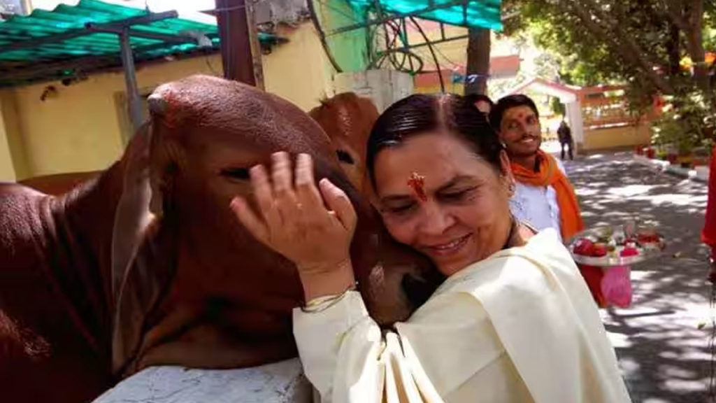 BJP's Uma Bharti ties stray cows in front of liquor shop in MP