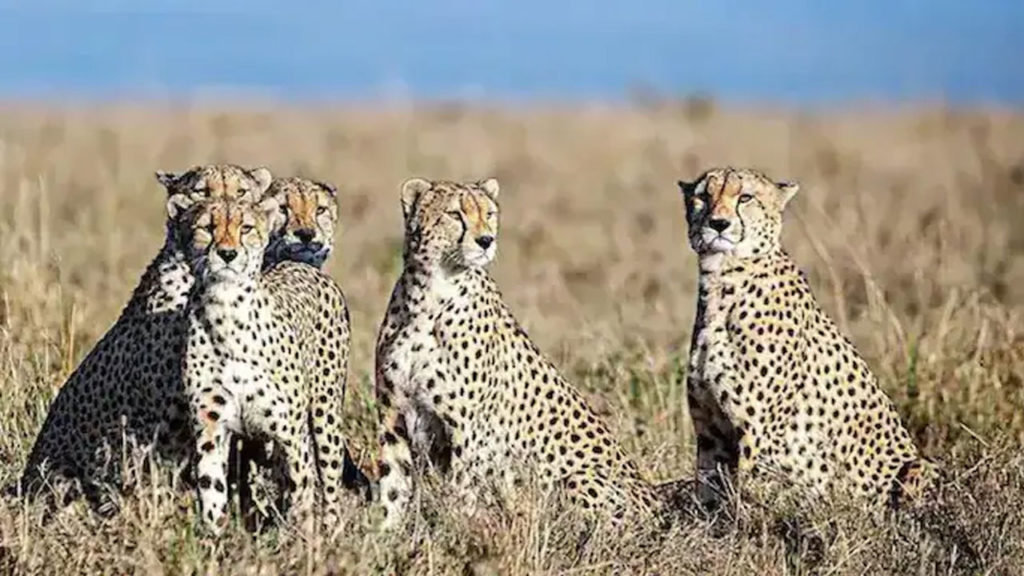 Cheetahs that flew from South Africa.. MP CM and Union Minister released into Kuno National Park