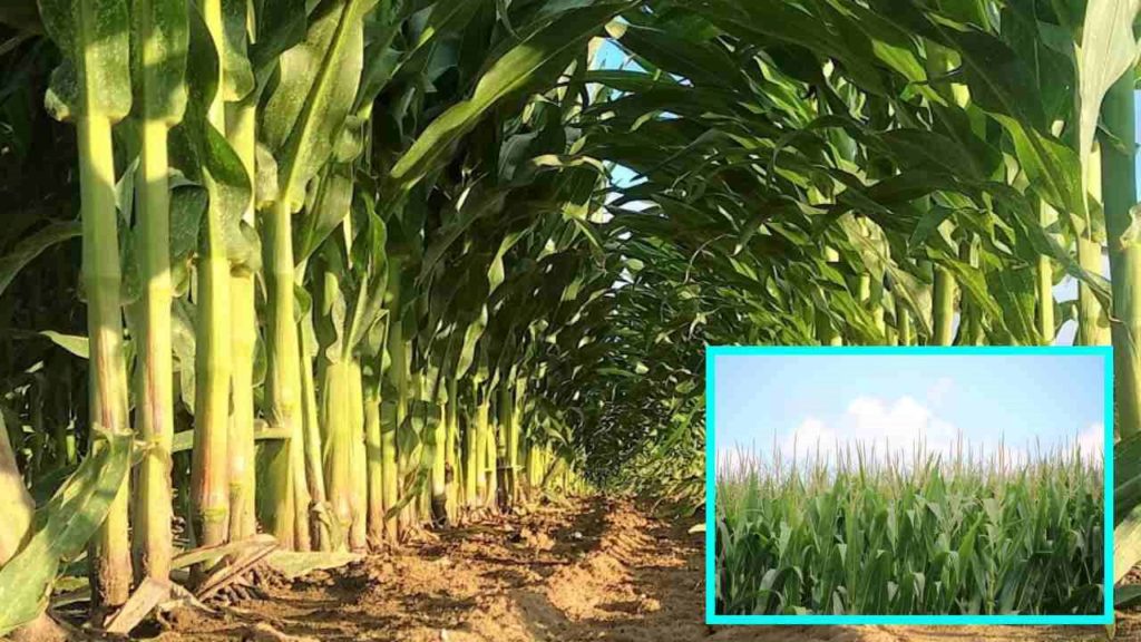 Water management practices to be followed by farmers in corn!