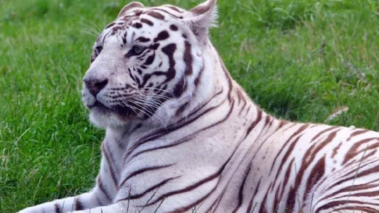 White Tigress: ఢిల్లీ జూలో అతిపెద్ద తెల్ల పులి మృతి.. అనారోగ్యమే కారణమా? White Tigress: ఢిల్లీ జూలో అతిపెద్ద తెల్ల పులి మృతి.. అనారోగ్యమే కారణమా?