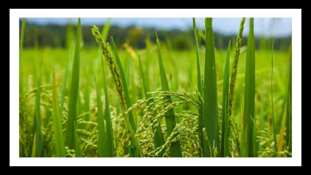 Zinc : పంట ఎదుగుదలతోపాటు, దిగుబడిలో ముఖ్యపాత్ర పోషించే జింక్! Zinc : పంట ఎదుగుదలతోపాటు, దిగుబడిలో ముఖ్యపాత్ర పోషించే జింక్!