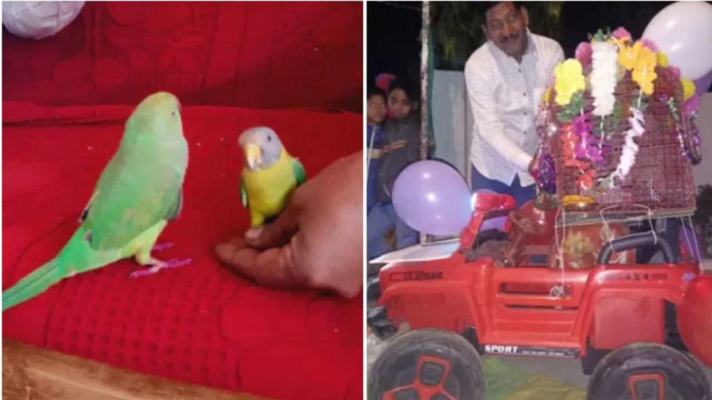 pet parrot married to myna with Band Baaja Baraat