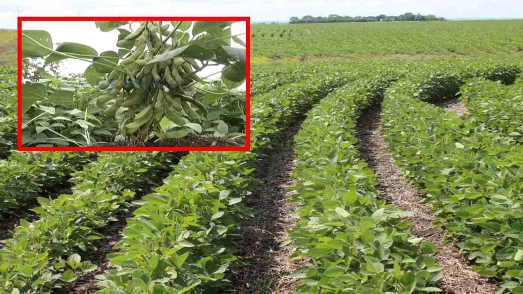 Soybean Farming Information