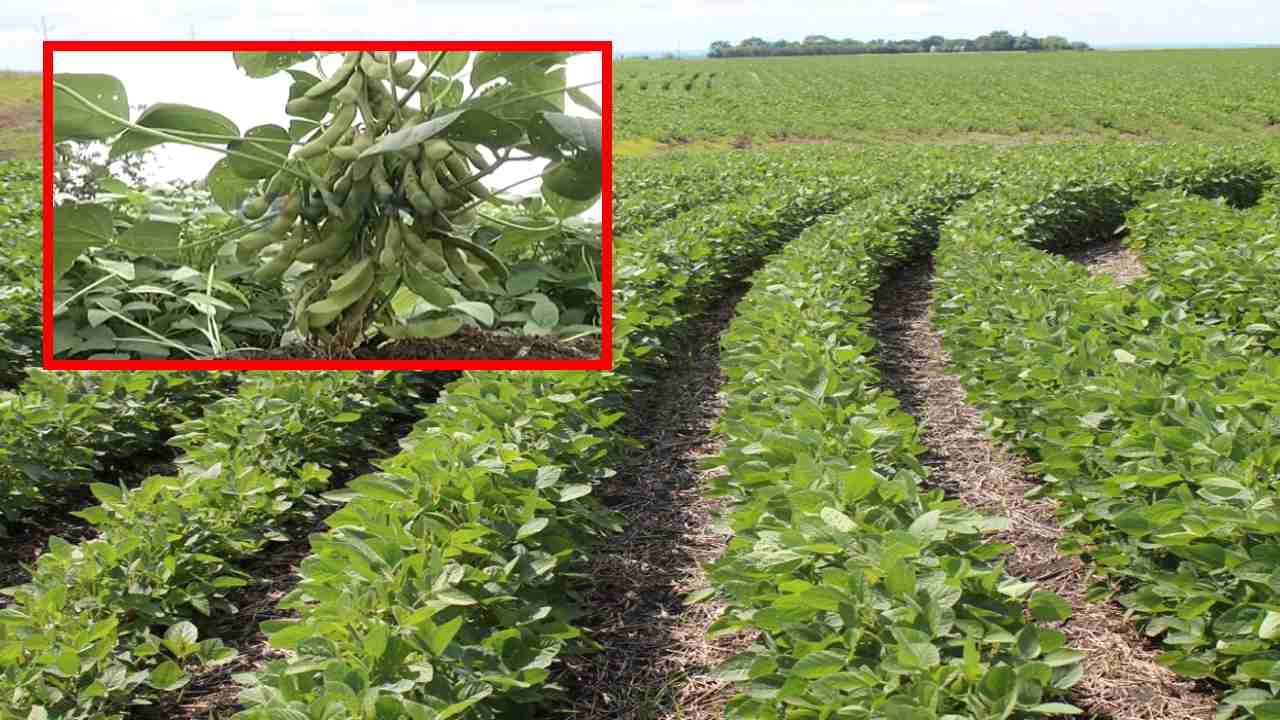 Soybean Cultivation : సోయాబీన్ సాగులో చీడపీడలు సస్యరక్షణ చర్యలు! Soybean Cultivation : సోయాబీన్ సాగులో చీడపీడలు సస్యరక్షణ చర్యలు!