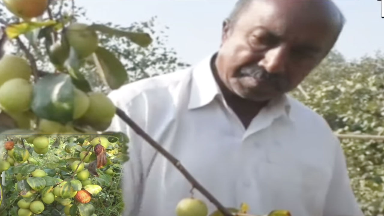 Kashmiri Apple Ber Cultivation: కశ్మీరీ యాపిల్ బేర్ సాగుతో భలే లాభాలు Kashmiri Apple Ber Cultivation: కశ్మీరీ యాపిల్ బేర్ సాగుతో భలే లాభాలు
