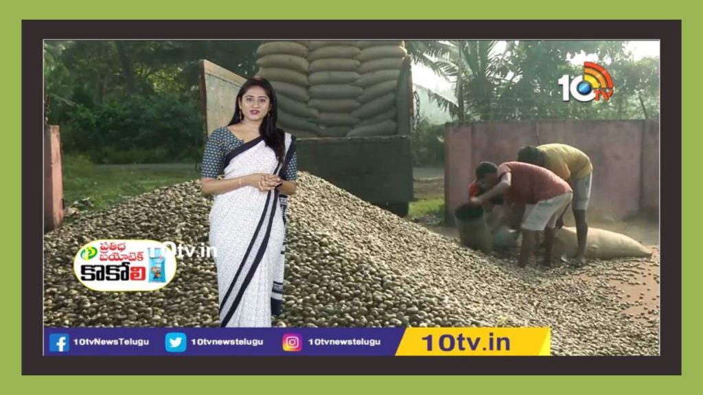 Cashew Nuts Processing Employment
