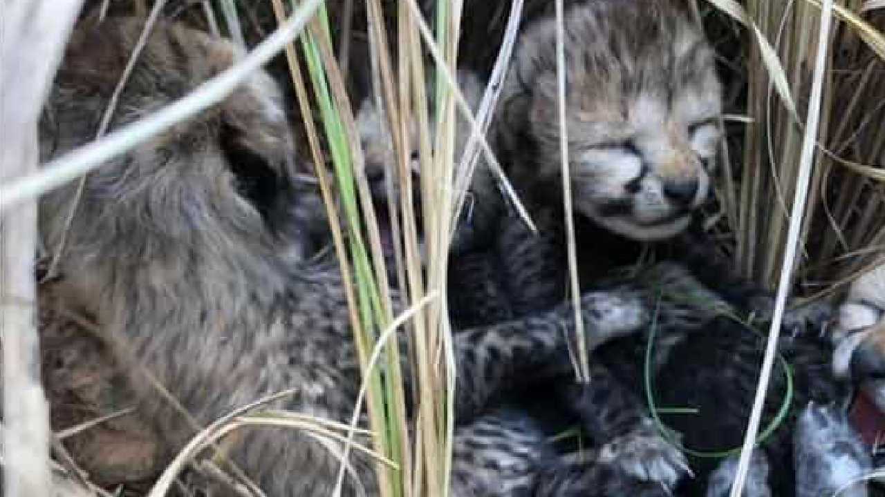 Cheetah: నాలుగు పిల్లలకు జన్మనిచ్చిన నమీబియా చీతా.. తల్లీ, పిల్లలు క్షేమం.. వైరల్ వీడియో Cheetah: నాలుగు పిల్లలకు జన్మనిచ్చిన నమీబియా చీతా.. తల్లీ, పిల్లలు క్షేమం.. వైరల్ వీడియో