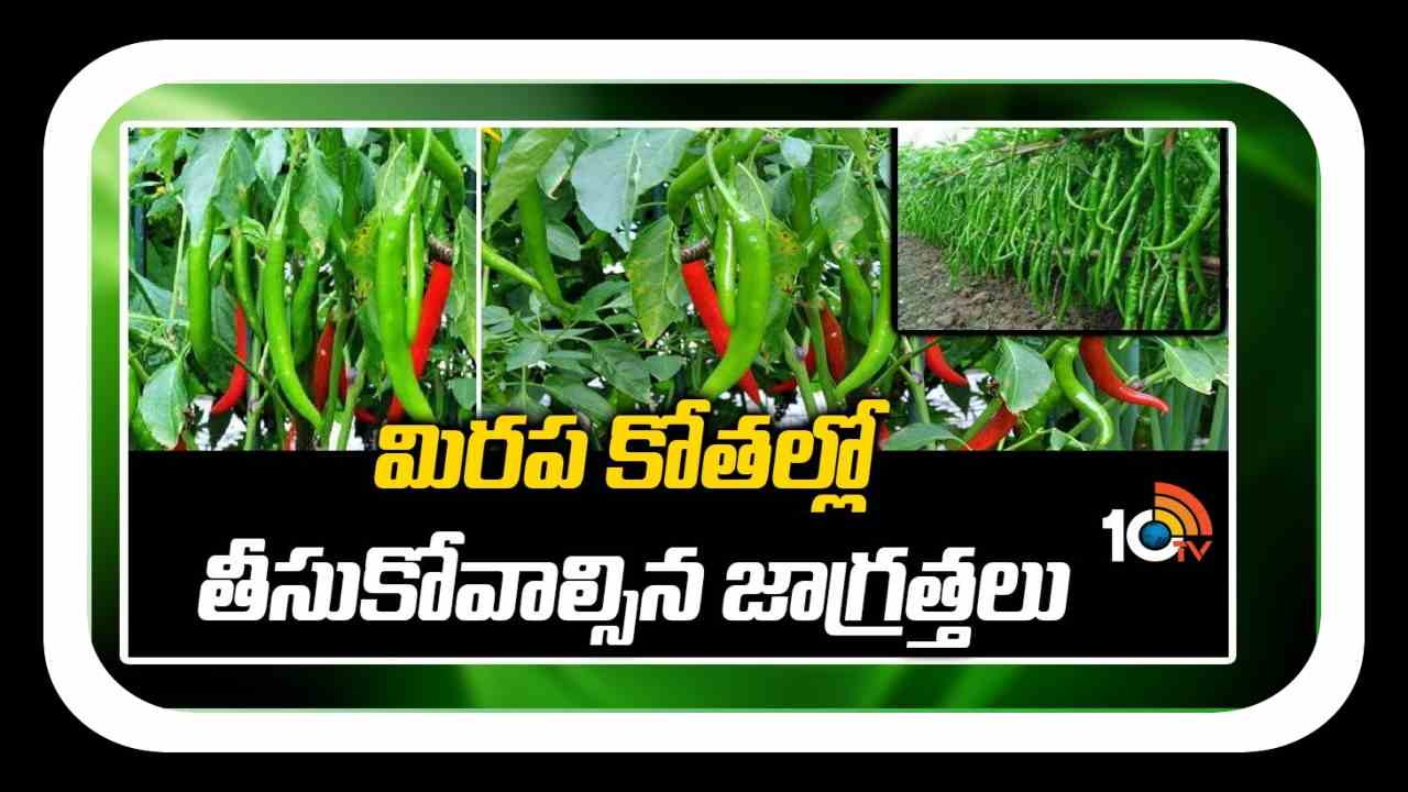 Chilli Cuts Cultivation : మిరప కోతల సమయంలో రైతులు తీసుకోవాల్సిన జాగ్రత్తలు Chilli Cuts Cultivation : మిరప కోతల సమయంలో రైతులు తీసుకోవాల్సిన జాగ్రత్తలు