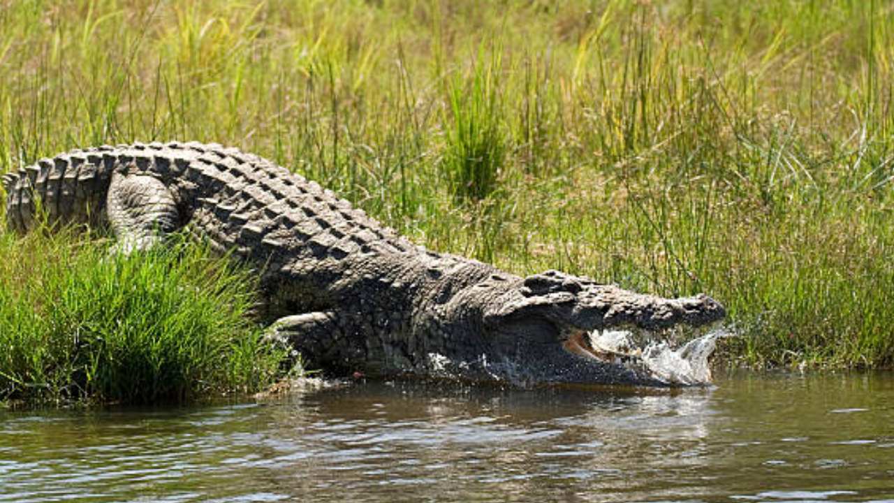 Crocodiles: బాబోయ్.. వరి పొలంలో భారీ మొసలి.. రైతులు ఏం చేశారంటే.. Crocodiles: బాబోయ్.. వరి పొలంలో భారీ మొసలి.. రైతులు ఏం చేశారంటే..