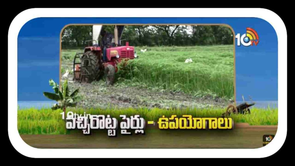 Cultivation Of Green Peas