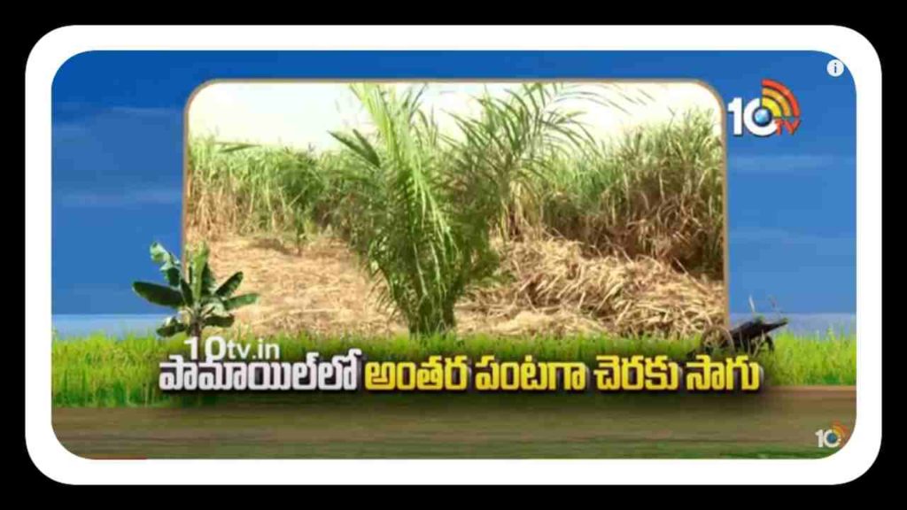Cultivation of sugarcane as an intercrop in palm oil