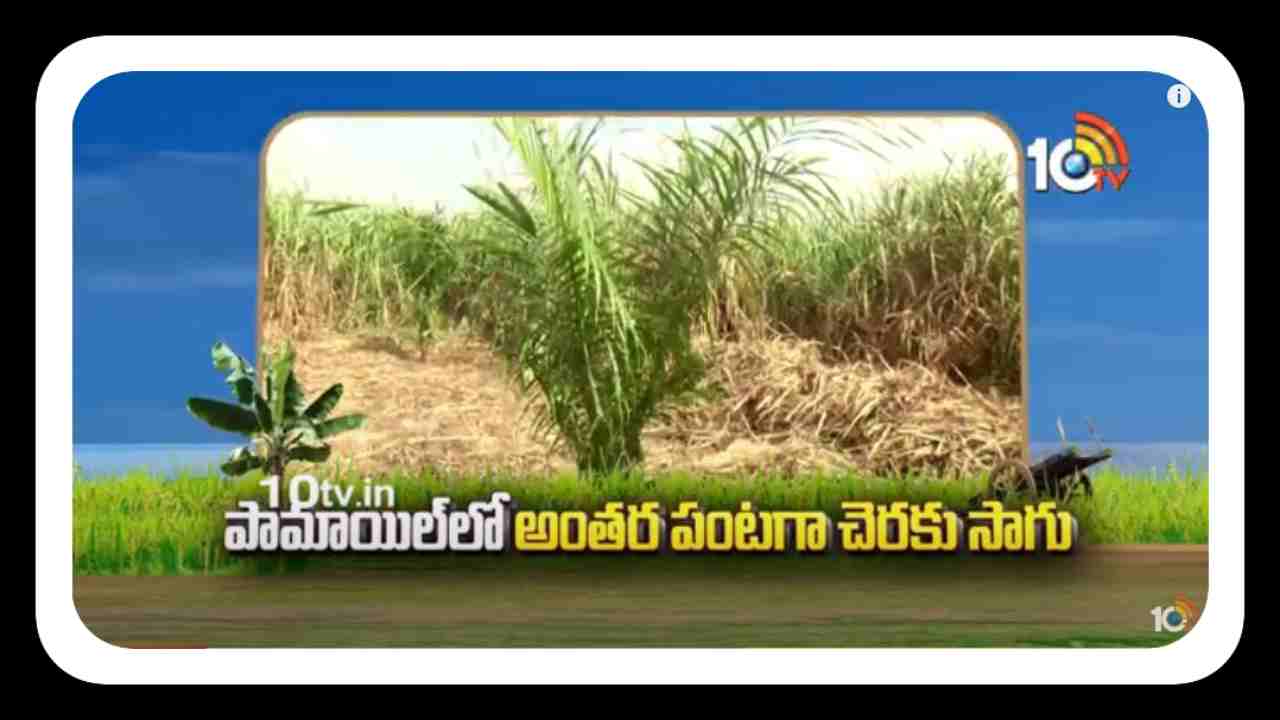 Intercrop Cultivation : పామాయిల్ లో అంతర పంటగా చెరకు సాగు Intercrop Cultivation : పామాయిల్ లో అంతర పంటగా చెరకు సాగు