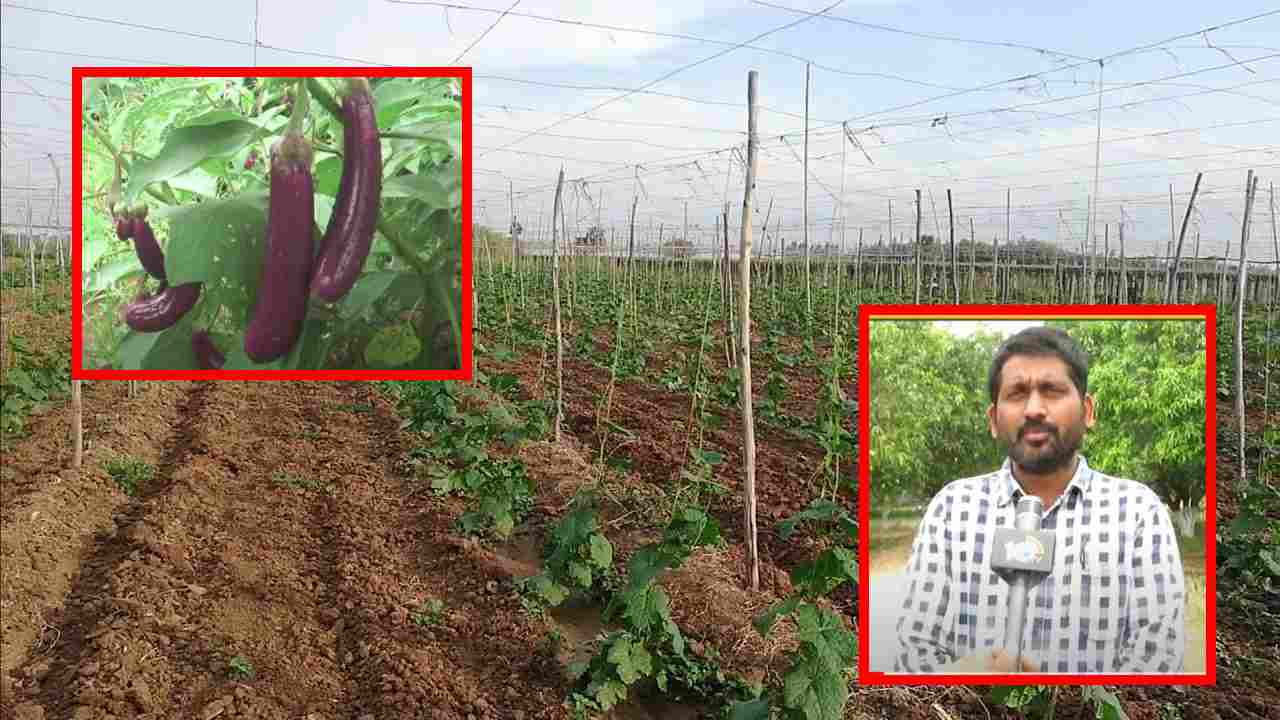 Cultivation Of Vegetables : వేసవిలో కూరగాయల సాగు, రైతులు పాటించాల్సిన మెళుకువలు ! Cultivation Of Vegetables : వేసవిలో కూరగాయల సాగు, రైతులు పాటించాల్సిన మెళుకువలు !