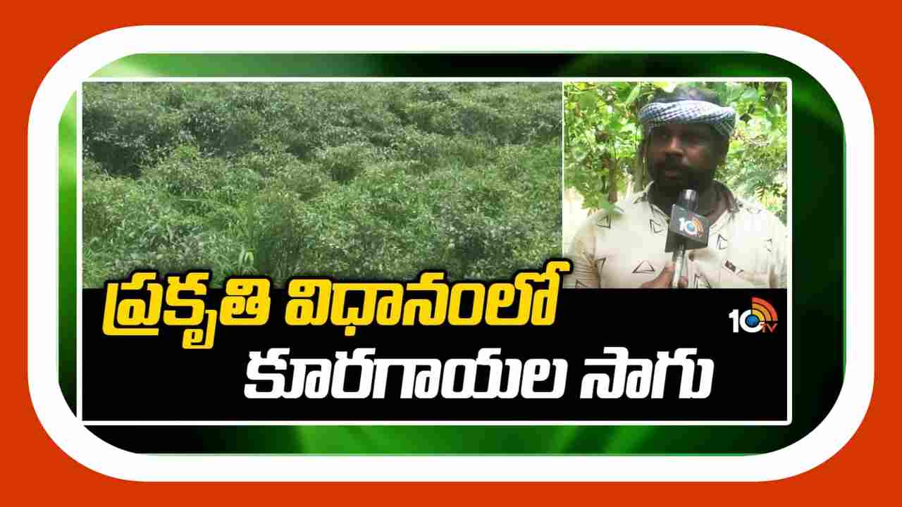 Cultivation of vegetables : ప్రకృతి వ్యవసాయంలో కూరగాయల సాగు.. ఏడాది పొడవునా దిగుబడులు Cultivation of vegetables : ప్రకృతి వ్యవసాయంలో కూరగాయల సాగు.. ఏడాది పొడవునా దిగుబడులు